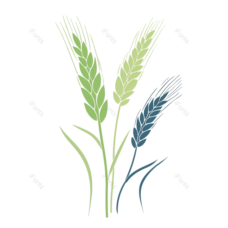 芒种图片,小满元素,稻谷PNG,麦子免抠素材